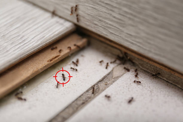 Wasp Removal Services in Salem Heights, OH